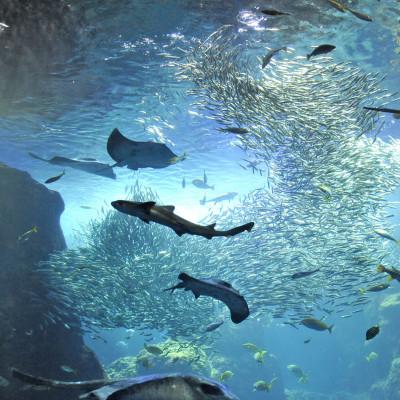 ふるさと納税 藤沢市 新江ノ島水族館　入場券　大人2枚 |  | 01