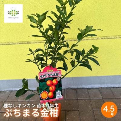 ふるさと納税 藤枝市 キンカン苗木 ぷちまる 種なし 1年生 4.5号 ロングポット