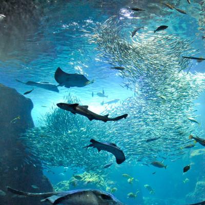 ふるさと納税 藤沢市 新江ノ島水族館　入場券大人1枚+子ども中学生以下1枚 |  | 01