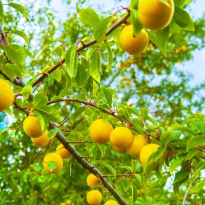ふるさと納税 中山町 【令和9年産先行受付】山形県産黄桃 約2kg(品種おまかせ) 特秀品 柔らかくなる桃 |  | 01