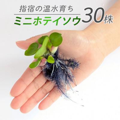 ふるさと納税 指宿市 [温水育ち]ミニホテイソウ30株(IB148-008)