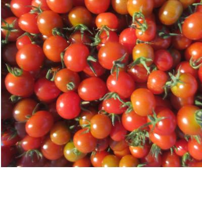 ふるさと納税 横浜町 有機JAS認定農場で作ったミニトマト(1kg)