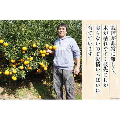 ふるさと納税 日向市 【期間限定発送】 みかん 訳あり 日向ひまわり 石地みかん 2S 〜 L サイズ 5kg |  | 03