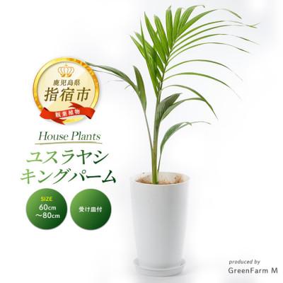 ふるさと納税 指宿市 [観葉植物]ユスラヤシ キングパーム 60cm〜80cm(016-1955)
