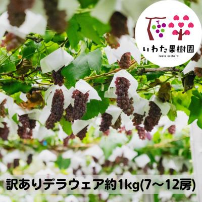 ふるさと納税 高畠町 [訳あり]山形県 高畠町産 デラウェア 約1kg(7〜12房)