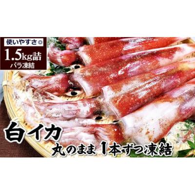 ふるさと納税 香美町 白イカ(冷凍)約1.5kg(5-8杯程度入)