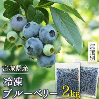 ふるさと納税 登米市 訳あり 無選別 冷凍ブルーベリー 2kg