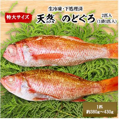 ふるさと納税 七尾市 天然のどぐろ 特大サイズ2尾 (合計760g以上)