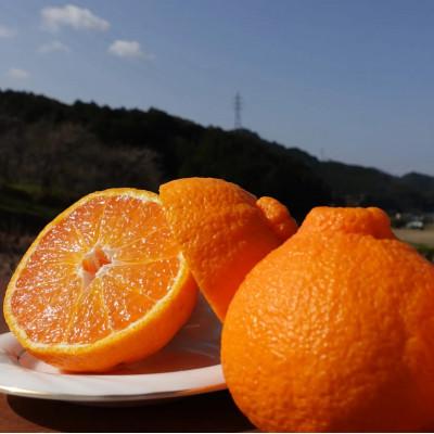 ふるさと納税 津奈木町 [先行受付]不知火10玉 約3kg (令和8年4月上旬頃から順次発送)