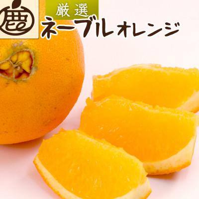 ふるさと納税 九度山町 厳選 ネーブルオレンジ1kg+250g(傷み補償分)[光センサー選別]