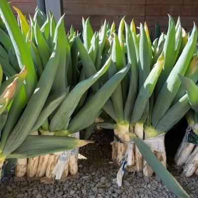 ふるさと納税 下仁田町 訳あり(家庭用)本場下仁田町認定 葱の会会員がつくった下仁田葱 (Sサイズ15本)