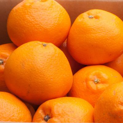 ふるさと納税 美浜町 厳選 はるみ2.5kg+250g(傷み補償分)[デコポンの姉妹品種・新食感春みかん][光センサー]