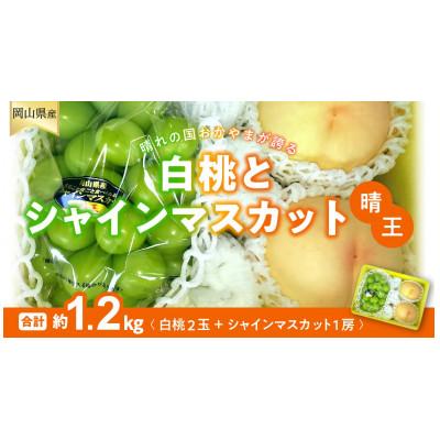 ふるさと納税 備前市 [2026年発送分 先行受付]岡山県産 白桃とシャインマスカットのセット
