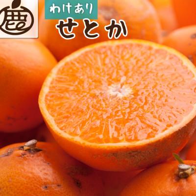 ふるさと納税 九度山町 家庭用 せとか1kg+250g(傷み補償分)[柑橘・春みかんの王様][訳あり][光センサー選果]