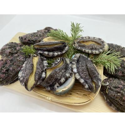 ふるさと納税 上ノ国町 養殖活蝦夷あわび7.5cm以上×6個