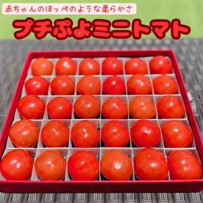 ふるさと納税 竹田市 音楽を聴いて育ったプチぷよトマト 600g