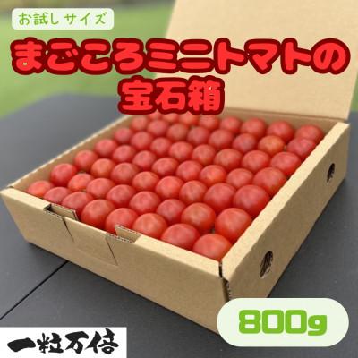 ふるさと納税 竹田市 お試しサイズ まごころミニトマトの宝石箱 800g