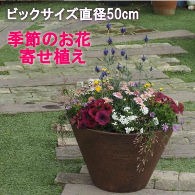ふるさと納税 朝倉市 ビッグサイズ 季節のお花寄せ植え 直径50cmの鉢に季節のお花を植え込みました。