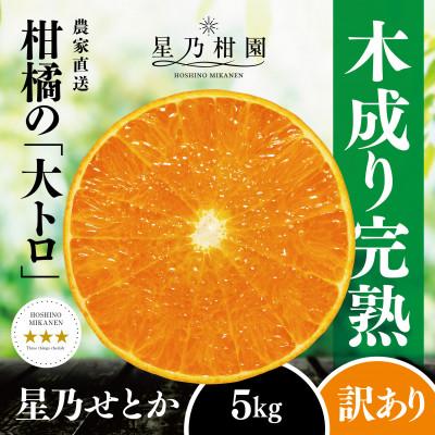 ふるさと納税 八幡浜市 【訳あり】星乃せとか 柑橘の大トロ(5kg)【C45-97】
