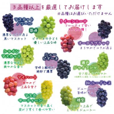 ふるさと納税 新庄村 岡山　花笑み農園のブドウ『訳あり3種以上MIX』1kg　W3M-1 |  | 02