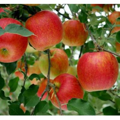 ふるさと納税 千曲市 [2026年先行予約]りんご シナノスイート 約3kg(6玉〜10玉) (長野県オリジナル品種)