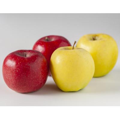 ふるさと納税 千曲市 [2026年先行予約]りんご シナノゴールド(長野県オリジナル品種) サンふじ セット 計約3kg