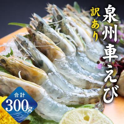 ふるさと納税 泉佐野市 [生食可]泉州車えび 300g 訳あり サイズ不揃い 先行予約