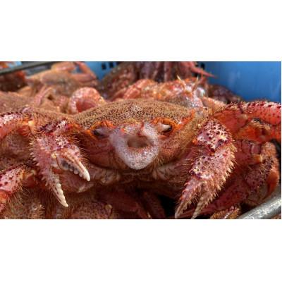 ふるさと納税 雄武町 北海道オホーツク海産 訳あり朝ゆで毛ガニ 約2kg(冷凍) |  | 02