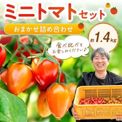 ふるさと納税 御坊市 ミニトマトセット(おまかせ詰め合わせ)約1.4キロ
