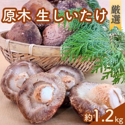 ふるさと納税 矢板市 [厳選]肉厚!原木生しいたけ 手間と時間をかけた特選品 1.2kg