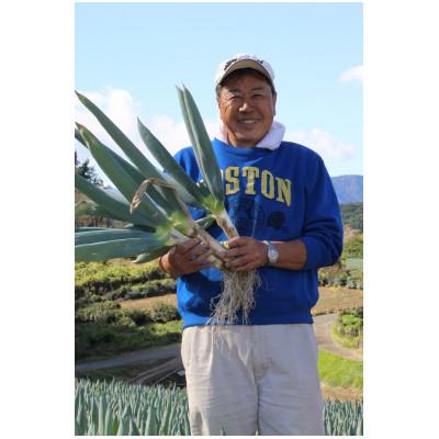 ふるさと納税 下仁田町 愛情込めて育てた下仁田葱(Sサイズ15本)