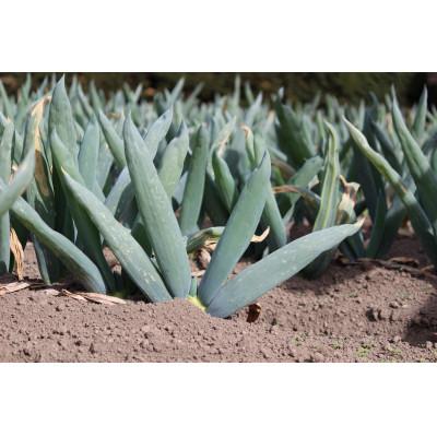 ふるさと納税 下仁田町 下仁田葱の会の下仁田葱(Mサイズ15本)