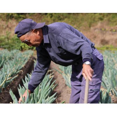 ふるさと納税 下仁田町 下仁田葱の会の下仁田葱(Sサイズ15本)