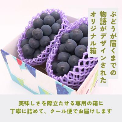 ふるさと納税 長野県 ナガノパープル約2kg(4〜6房) |  | 01