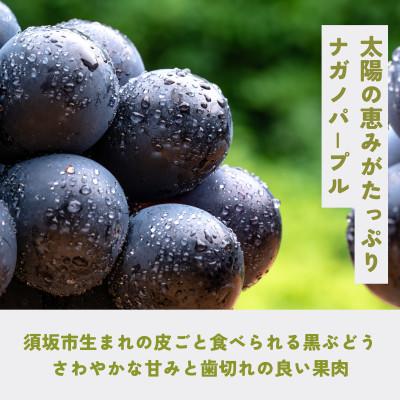 ふるさと納税 長野県 ナガノパープル約2kg(4〜6房) |  | 02