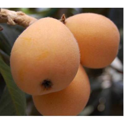 ふるさと納税 琴平町 [令和8年5月〜6月頃発送予定]なつたよりびわ 約500g(約250g×2パック)