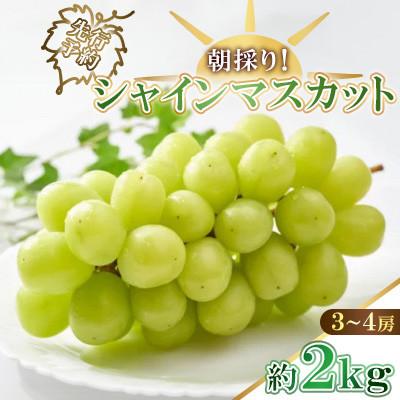 ふるさと納税 千曲市 [2026年先行予約]シャインマスカット朝採り!約2kg(3〜4房)