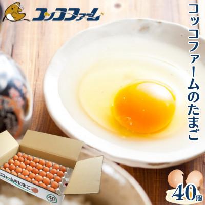ふるさと納税 菊池市 熊本県 菊池市 コッコファームのたまご 40個入[コッコファーム]