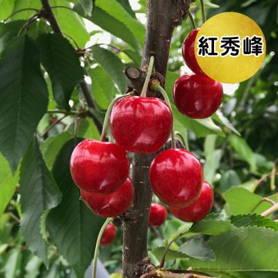 ふるさと納税 寒河江市 2026年 さくらんぼ「 紅秀峰 」600g 秀品 Lサイズ (300g×2) 山形県産