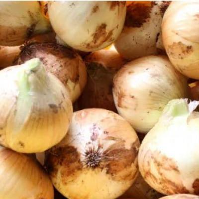 ふるさと納税 水俣市 [先行受付]こだわり サラダ玉ねぎ 約8kg(2026年4月下旬より順次発送)