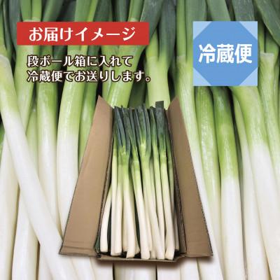 ふるさと納税 十日町市 新潟県 十日町産 長ネギ 白ねぎ 1kg  農家直送 太田島施設園芸 |  | 03