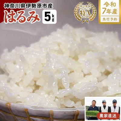ふるさと納税 伊勢原市 [先行受付]新米 [令和7年産] 伊勢原産 精米 5kg はるみ 農家直送!亀井さんちのうんめぇ米