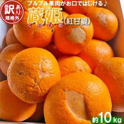 ふるさと納税 杵築市 [訳あり・規格外品] 今村農園の蔵姫くらひめ(紅甘夏) 約10kg