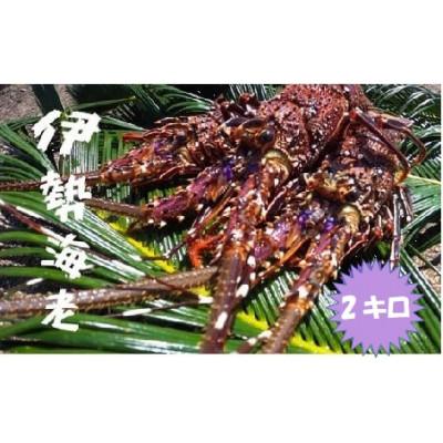 ふるさと納税 伊仙町 富山さん家の「伊勢海老」約2kg | 