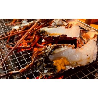 ふるさと納税 伊仙町 富山さん家の「伊勢海老」約2kg |  | 02