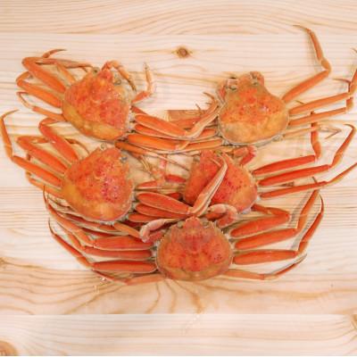 ふるさと納税 射水市 [富山県新湊産]ボイル香箱がに4〜6尾(計約700g)