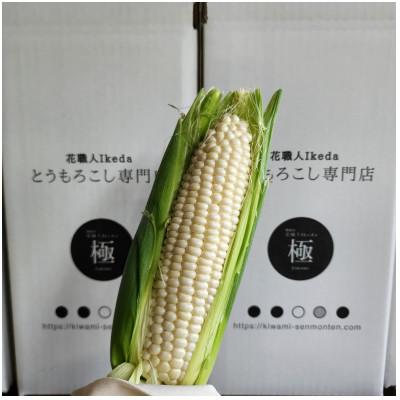 ふるさと納税 印南町 ホワイトコーン極-Kiwamiー(大)