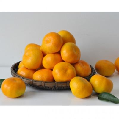 ふるさと納税 有田市 有田みかん「未来への虹」約5kg(すがい柑橘組合)