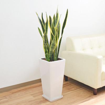 ふるさと納税 大村市 観葉植物 サンスベリア・ローレンティ ロングスクエア 陶器鉢植え(白) BIGサイズ