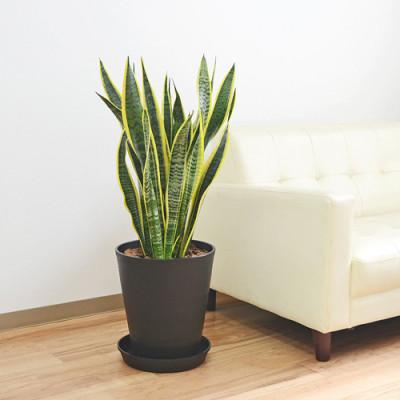 ふるさと納税 大村市 観葉植物 サンスベリア・ローレンティ 10号ブラックセラート鉢